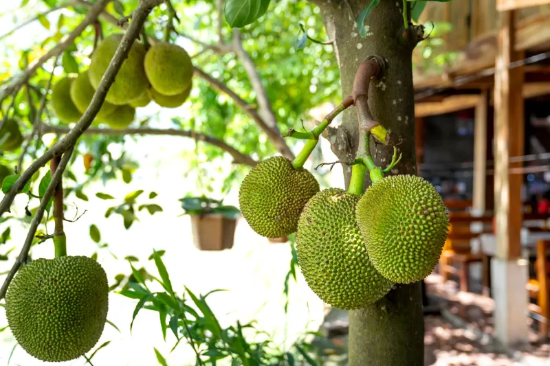 A Fruta Gigante que Virou Adoçante: Como a Jaca Está Abrindo Novos Caminhos para a Produção Brasileira