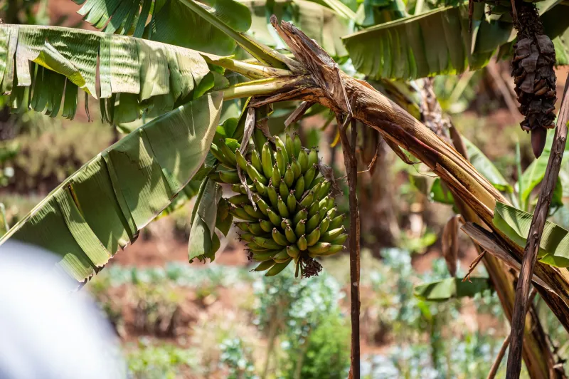 Banana Virou Ouro: Como Produtores Artesanais Estão Transformando a Fruta do Povo em Ingrediente Gourmet