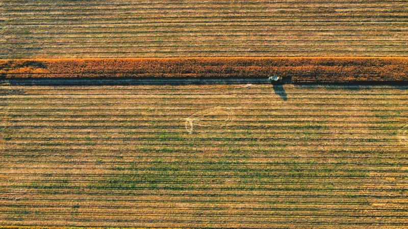 Beterraba ou Cana? Entenda Por Que o Brasil Continua Sendo Rei do Açúcar que Vem do Campo
